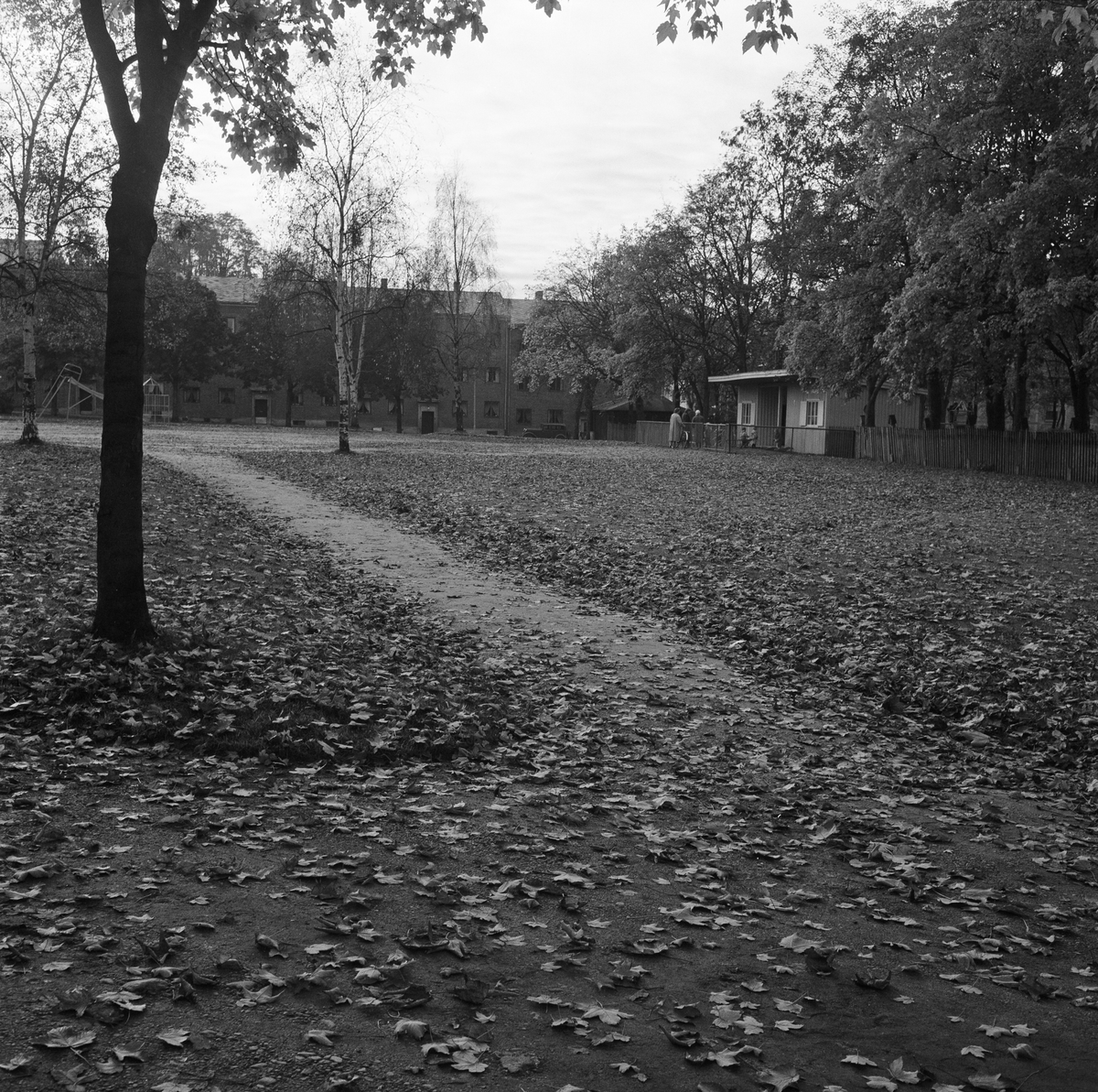 Høstbilder fra Høyskoleparken