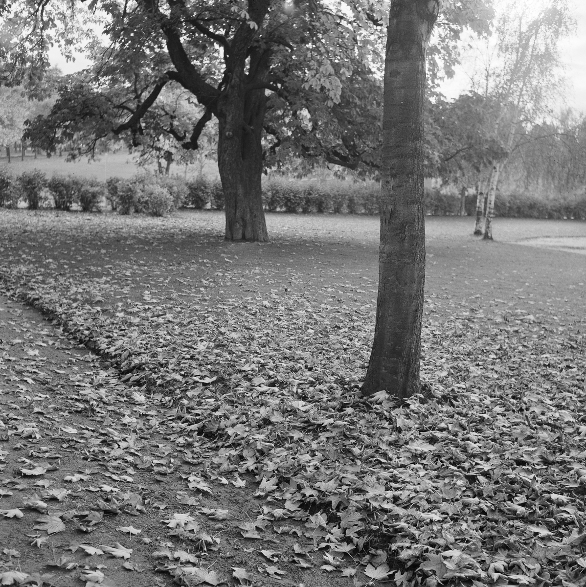Høstbilder fra Høyskoleparken