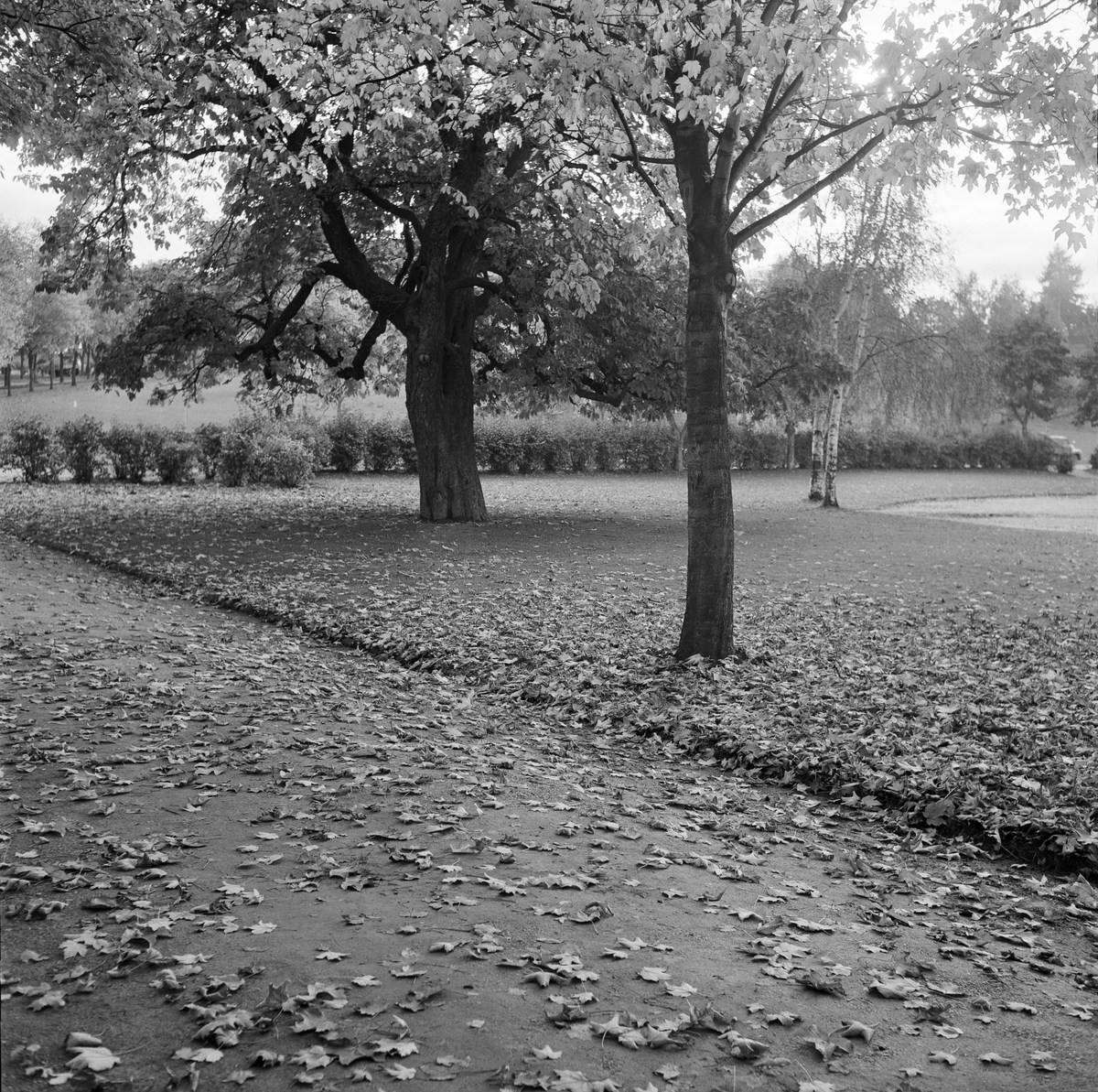 Høstbilder fra Høyskoleparken