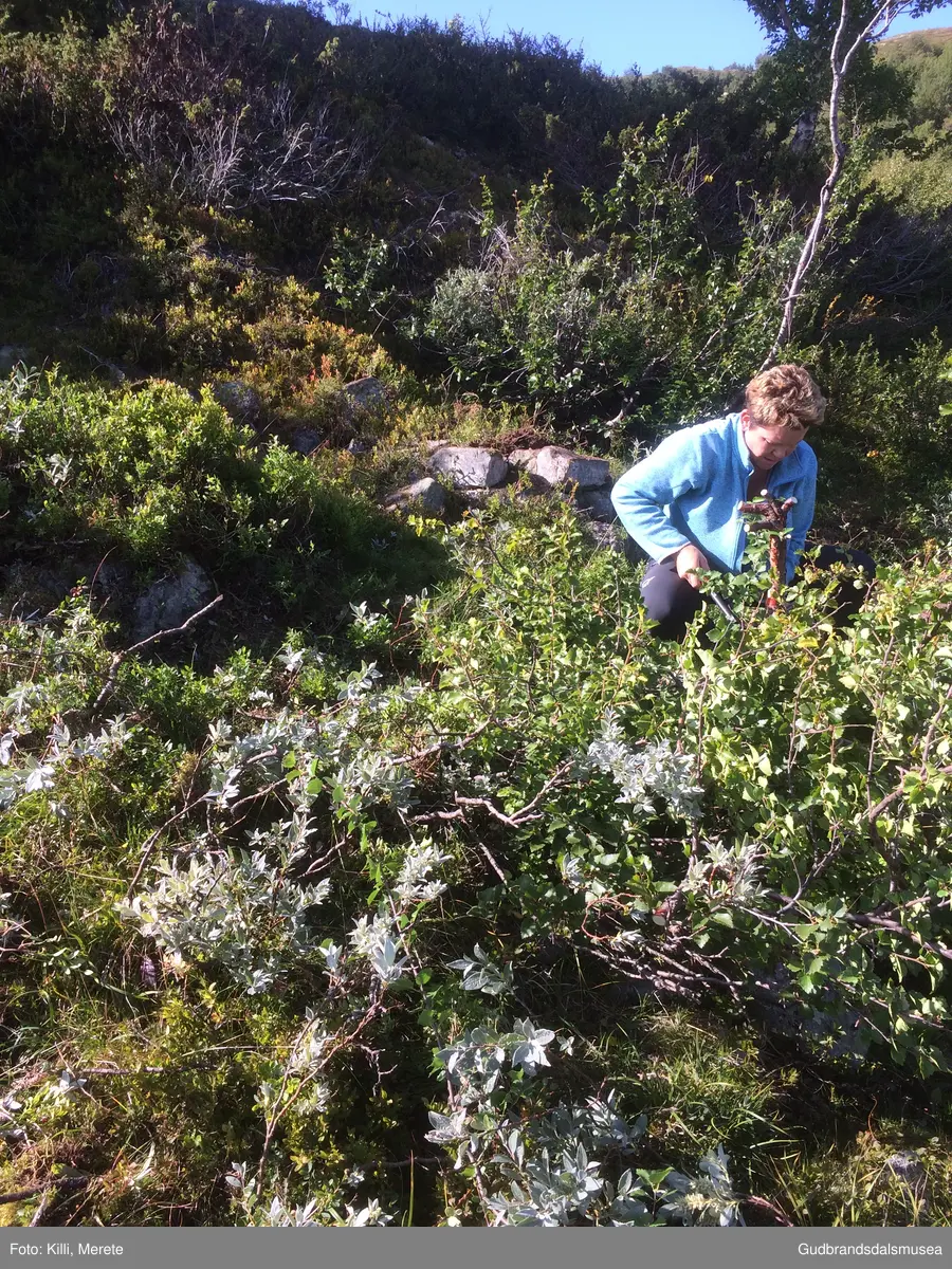 Burest på nedsida av Haverdalsvegen ved starten av stigninga opp frå Haverdalen.