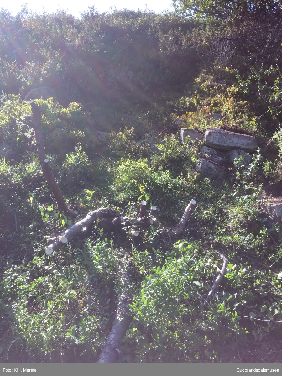 Burest på nedsida av Haverdalsvegen ved starten av stigninga opp frå Haverdalen.