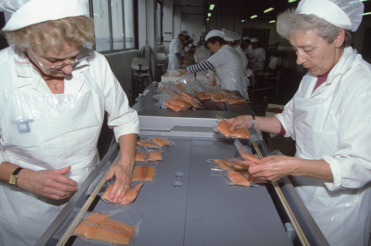 Frøya Fiskeindustri, Nesset, 1994 : Pakking av fisk