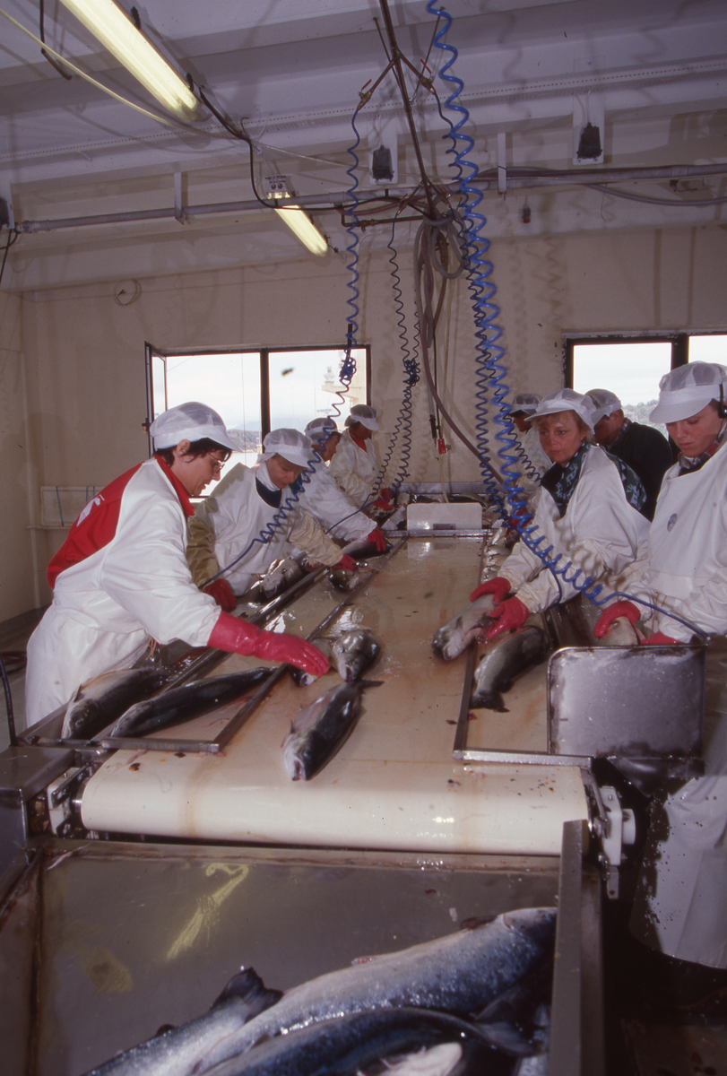 Lerøy, Kristiansund, 1995 : Fiskeslakteri