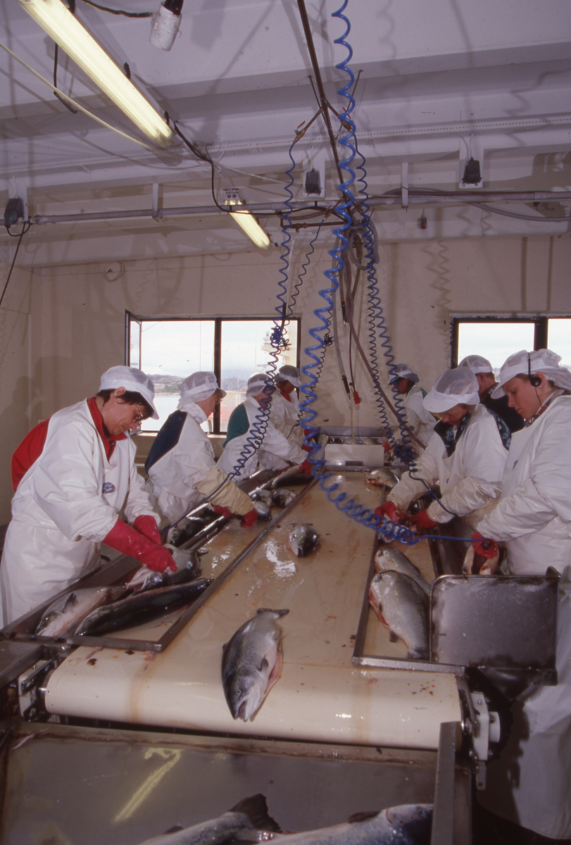 Lerøy, Kristiansund, 1995 : Fiskeslakteri