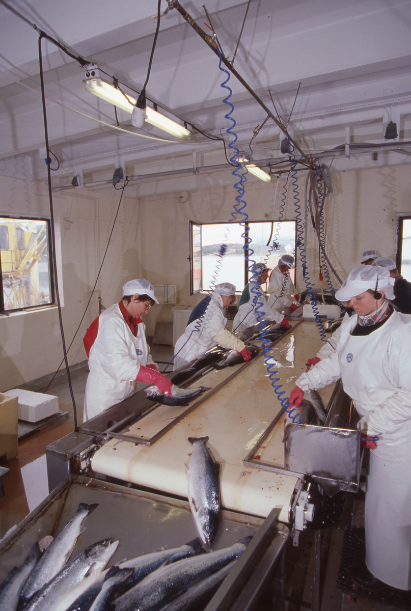 Lerøy, Kristiansund, 1995 : Fiskeslakteri