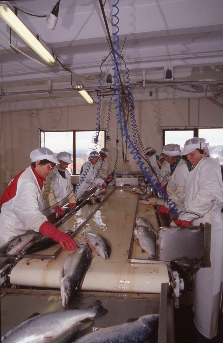 Lerøy, Kristiansund, 1995 : Fiskeslakteri