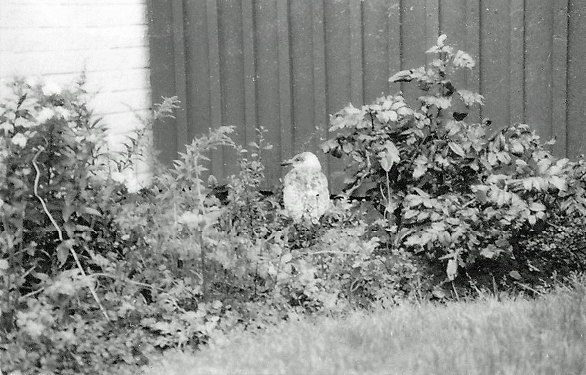 VM i Skytte 300 meter på Lövsjlötorps skyttecentrum i Skövde 1986-08-25 -- 09-01. Måsunge på besök.