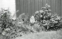 VM skytte 300 m 1986