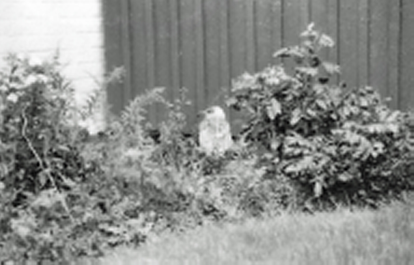 VM i Skytte 300 meter på Lövsjlötorps skyttecentrum i Skövde 1986-08-25 -- 09-01. Måsunge på besök.