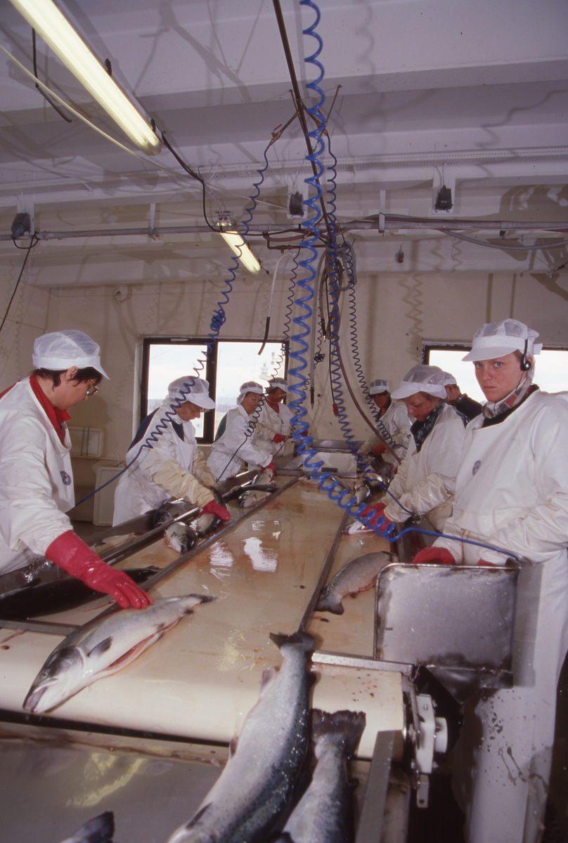 Lerøy, Kristiansund, 1995 : Fiskeslakteri