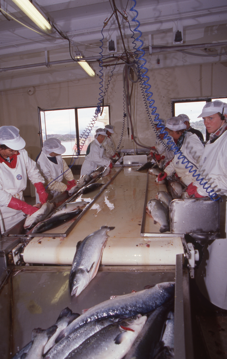 Lerøy, Kristiansund, 1995 : Fiskeslakteri