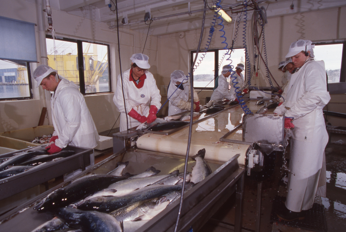 Lerøy, Kristiansund, 1995 : Fiskeslakteri
