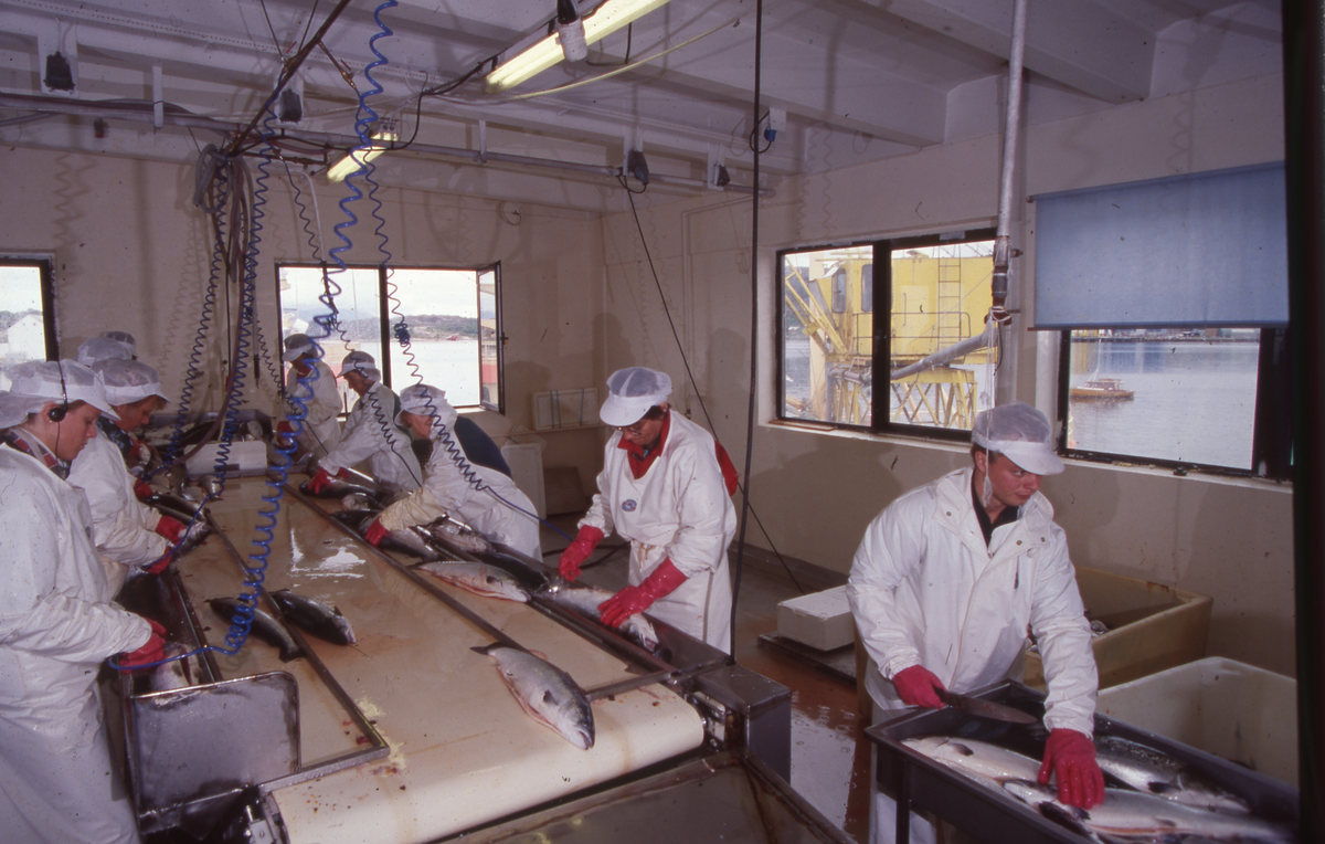 Lerøy, Kristiansund, 1995 : Fiskeslakteri