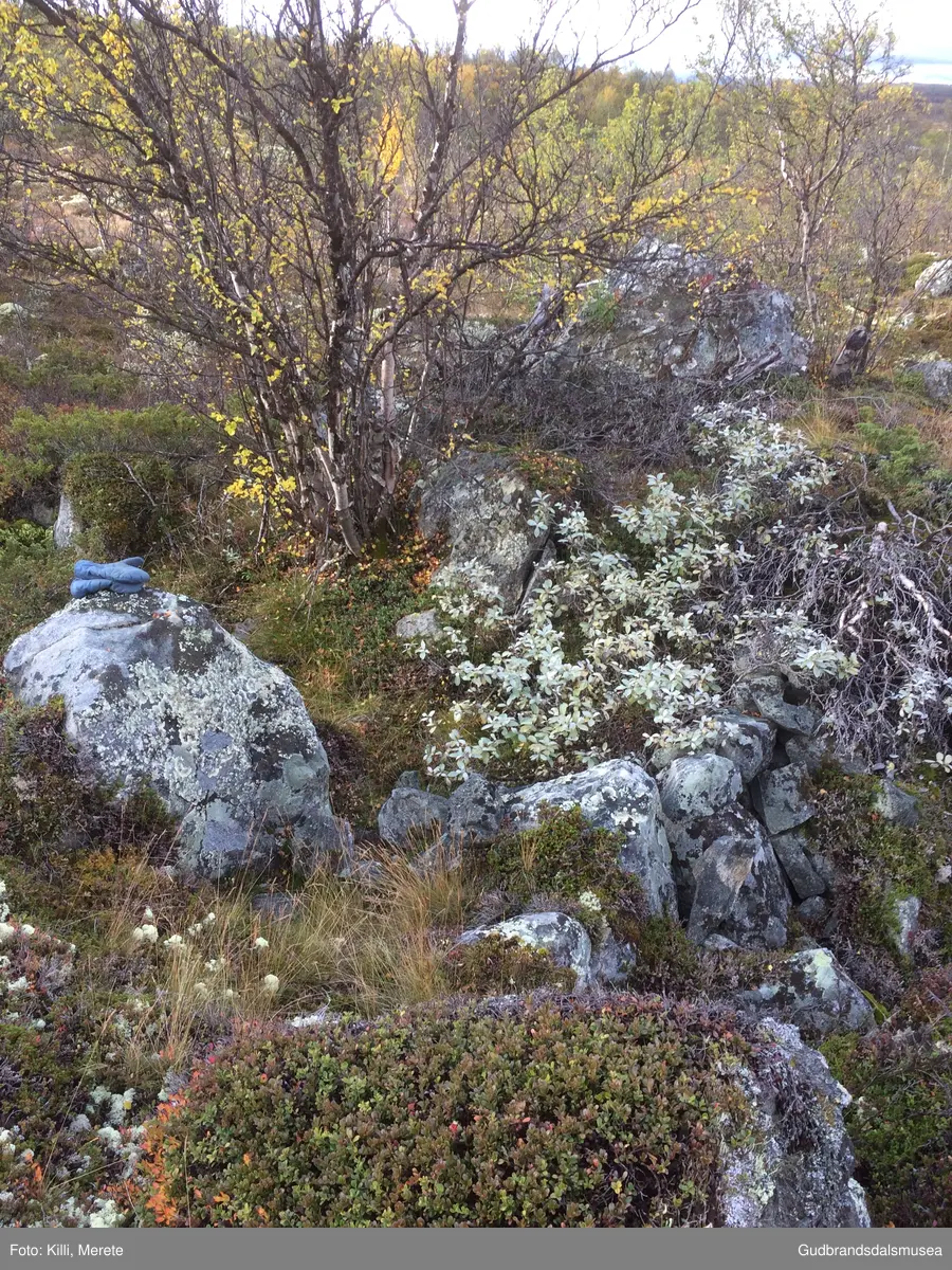 Gamal tuft med restar etter murar aust for seterkvea til Holumsetra ved Furuhaugli på Dovrefjell.
