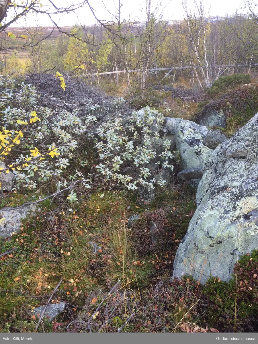 Gamal tuft med restar etter murar aust for seterkvea til Holumsetra ved Furuhaugli på Dovrefjell.