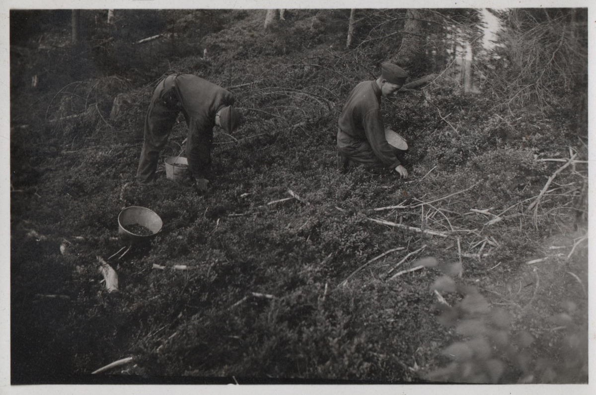 På bærplukking i Eftasberget