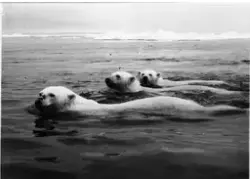 En isbjørnmor med to unger svømmer