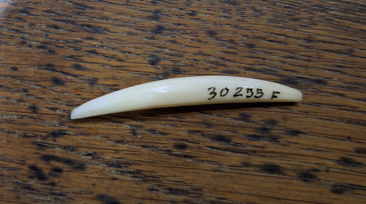 Liten elfenbensbit som hör till skrivstället (del A). 
a) ställ av järn
b-c) bläckglas med lock
d) stålpenna med träskaft, guldlackat
e) del av bläckglas
f) elfenbetsbit
