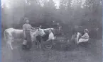 Kor på skogsbete med kvinnor som mjölkar, 1898.