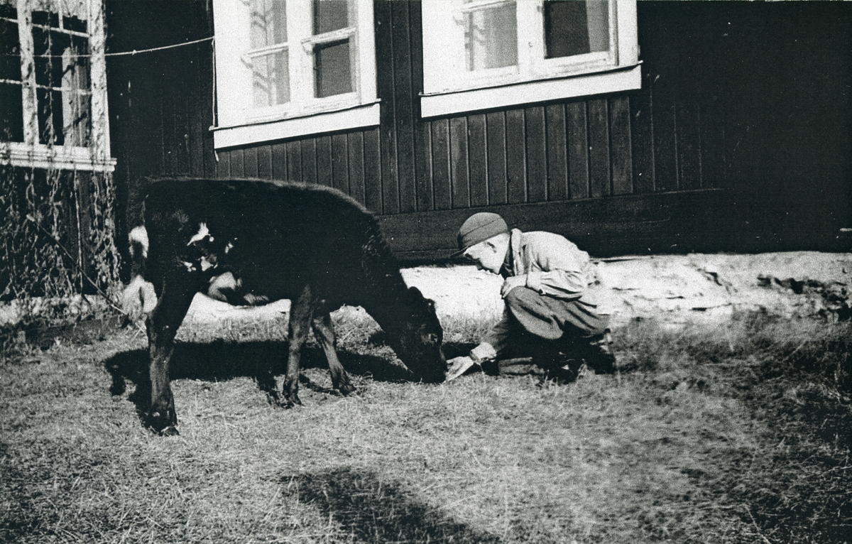 En kalv utanför Bergs hus och en kille som sitter på huk och klappar den.