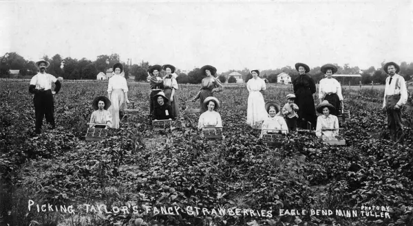 Picking Taylor's fancy strawberries, Eagle Bend, Minn.