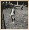 Bilden visar en maraboustork i en djurpark.