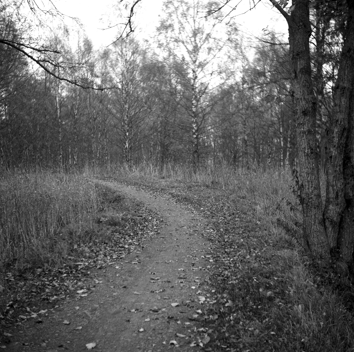 Vänersborg. Holmängen
