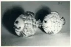 Keramikfigurer/väggplattor, Fisk (H11) i glasyrer 480 och Frost, från Bo Fajans, 1900-talets mitt.