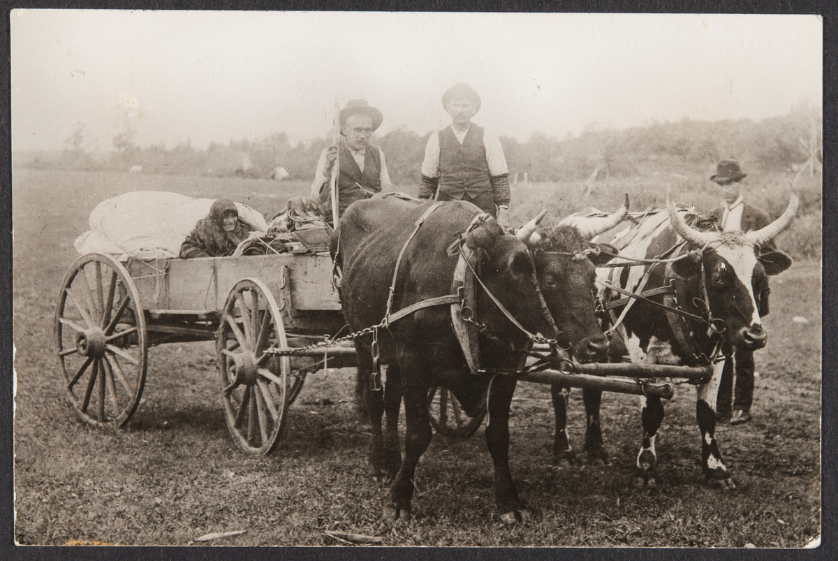 I vogn trukket av okser og gamlemor trygt på lasset ankommer noen landsøkere til Clay County, Minn