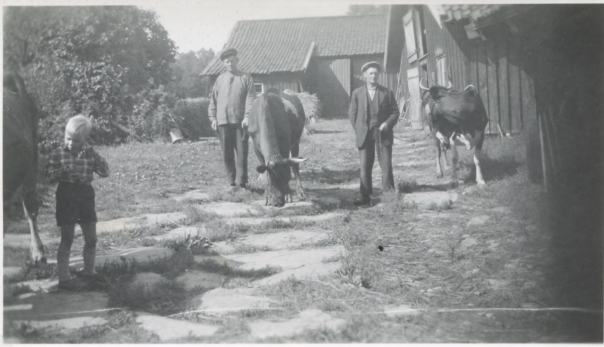 Alegårdsslätt i Fässberg 1940-tal. På den stenlagda gårdsplanen till vänster, står en liten gosse vid en ko. I bakgrunden står bröderna Birger och Ivar Johansson med var sin ko.