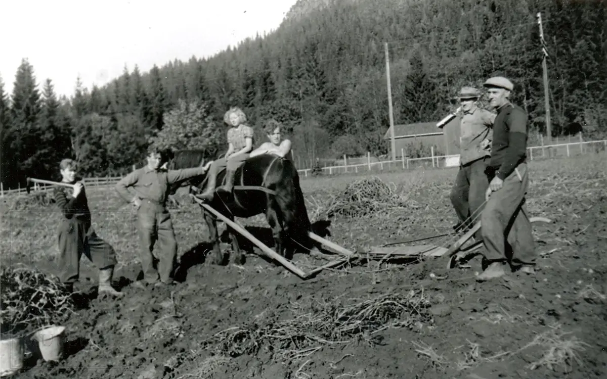 Potetopptaking i 1930-årene.