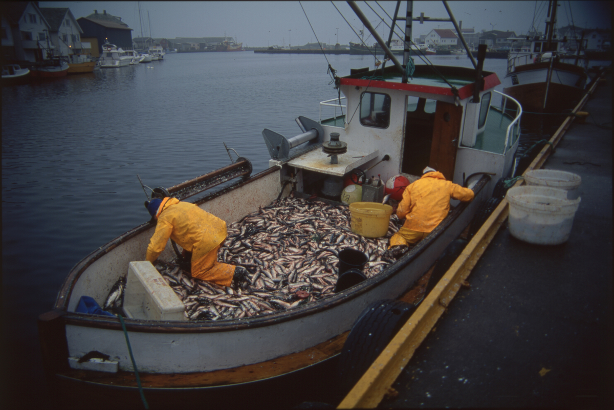 Fiskere ankommer Åkrehamn med sild og torsk. De 14 første bildene er av fangster med sild. Bilde nr. 16 til 19 viser fangst av torsk i garn. 