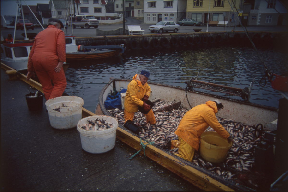 Fiskere ankommer Åkrehamn med sild og torsk. De 14 første bildene er av fangster med sild. Bilde nr. 16 til 19 viser fangst av torsk i garn. 