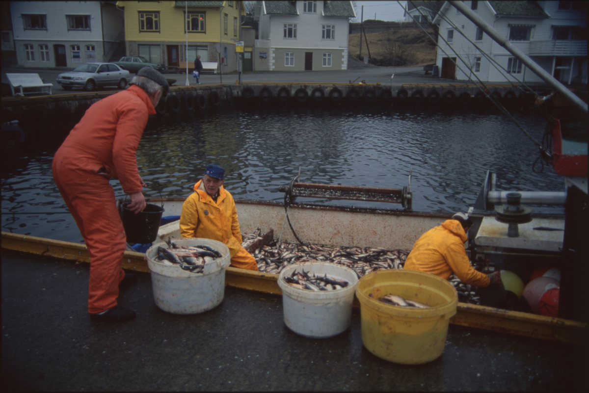 Fiskere ankommer Åkrehamn med sild og torsk. De 14 første bildene er av fangster med sild. Bilde nr. 16 til 19 viser fangst av torsk i garn. 