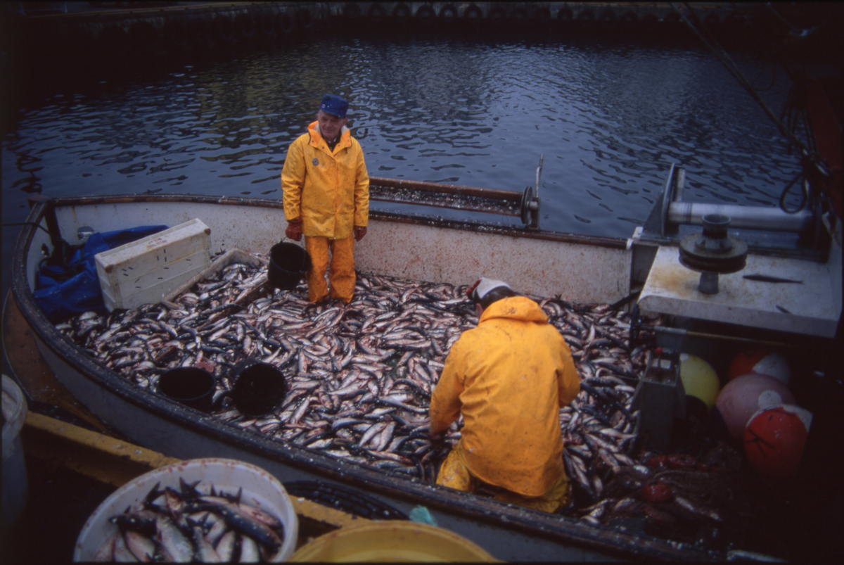 Fiskere ankommer Åkrehamn med sild og torsk. De 14 første bildene er av fangster med sild. Bilde nr. 16 til 19 viser fangst av torsk i garn. 