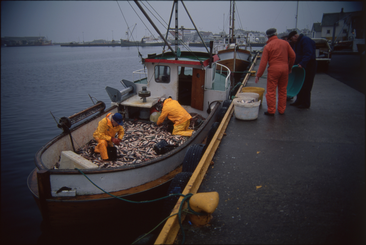 Fiskere ankommer Åkrehamn med sild og torsk. De 14 første bildene er av fangster med sild. Bilde nr. 16 til 19 viser fangst av torsk i garn. 