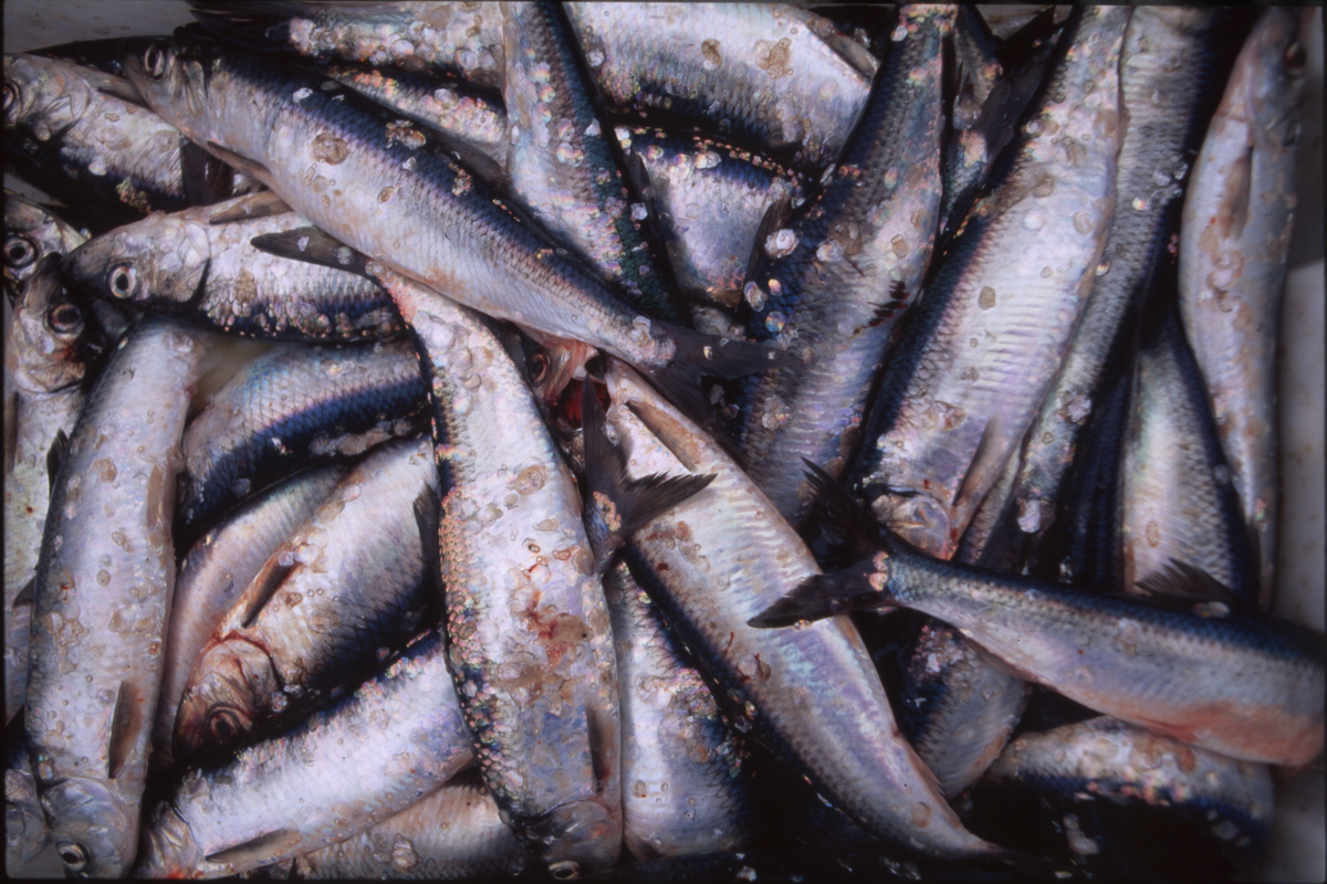 Fiskere ankommer Åkrehamn med sild og torsk. De 14 første bildene er av fangster med sild. Bilde nr. 16 til 19 viser fangst av torsk i garn. 