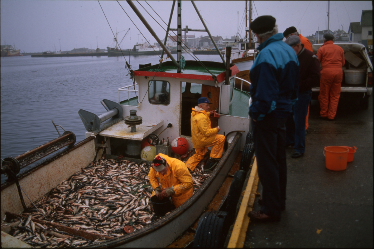 Fiskere ankommer Åkrehamn med sild og torsk. De 14 første bildene er av fangster med sild. Bilde nr. 16 til 19 viser fangst av torsk i garn. 