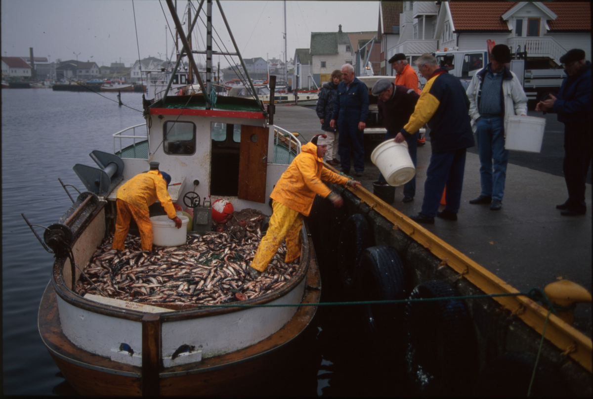 Fiskere ankommer Åkrehamn med sild og torsk. De 14 første bildene er av fangster med sild. Bilde nr. 16 til 19 viser fangst av torsk i garn. 