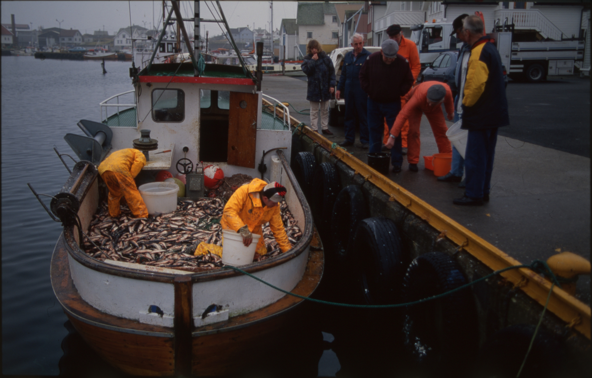 Fiskere ankommer Åkrehamn med sild og torsk. De 14 første bildene er av fangster med sild. Bilde nr. 16 til 19 viser fangst av torsk i garn. 