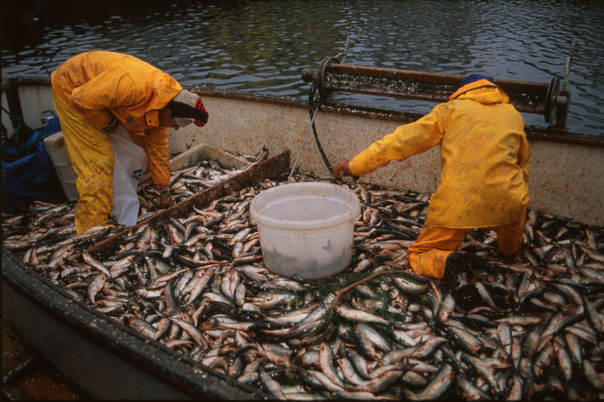 Fiskere ankommer Åkrehamn med sild og torsk. De 14 første bildene er av fangster med sild. Bilde nr. 16 til 19 viser fangst av torsk i garn. 
