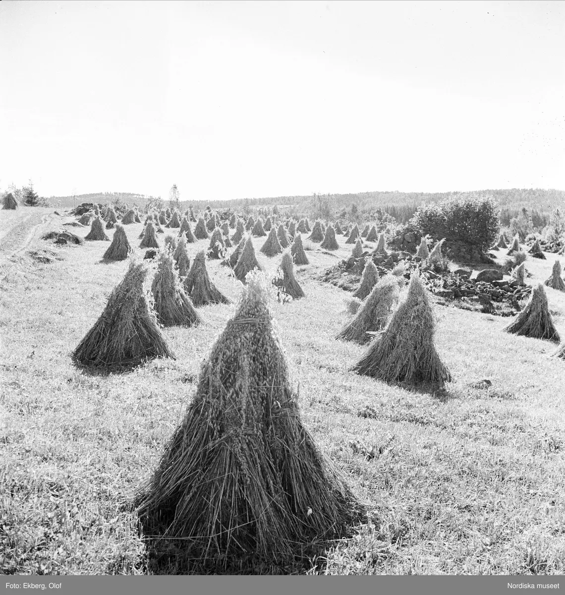 Havregubbar. Smedstorp, Ydre härad, Östergötland.