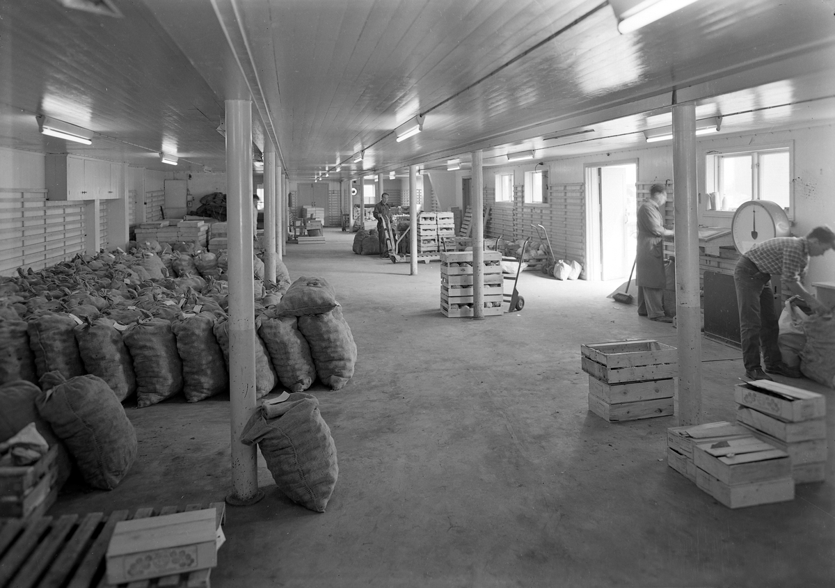 Gartnerhallen, Trøndelagsavdelingen