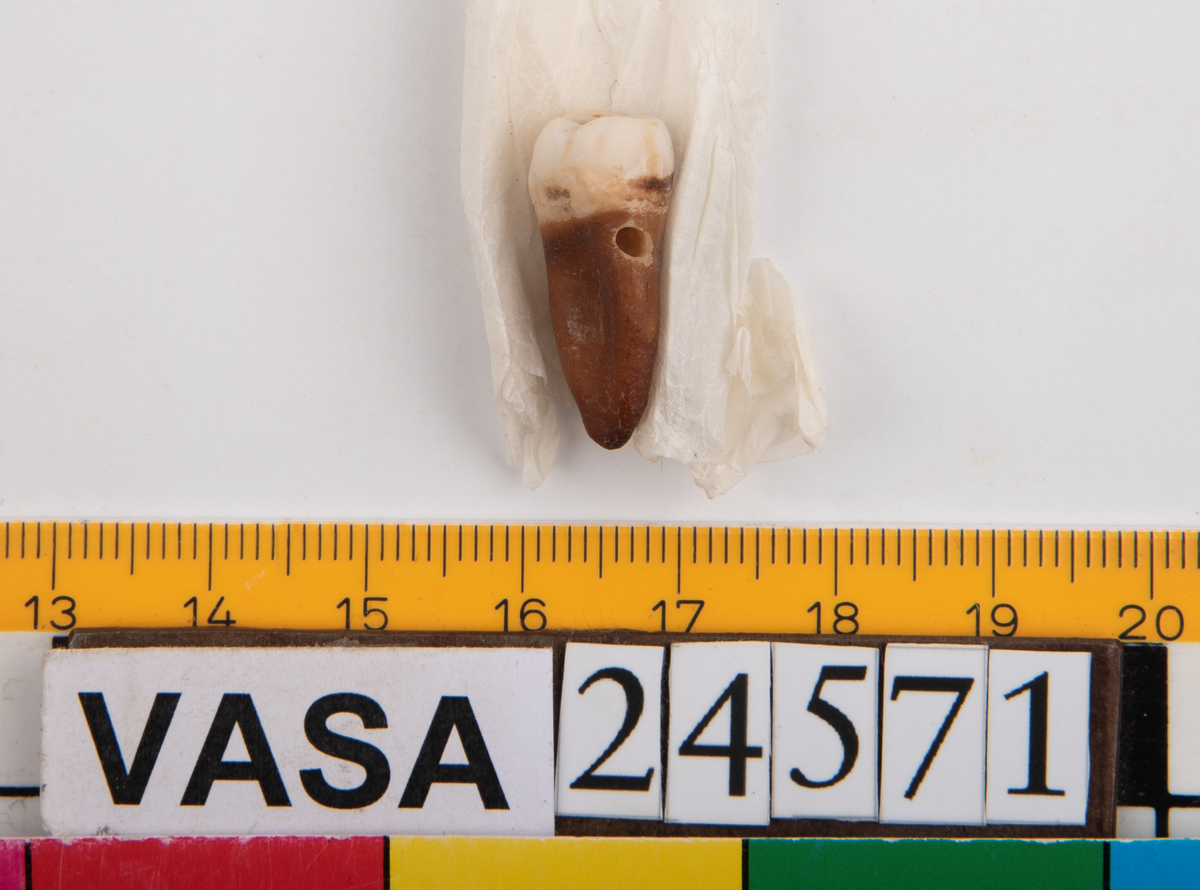 Andra molaren från höger sida i överkäken.
Molar 2 dexter, maxilla.