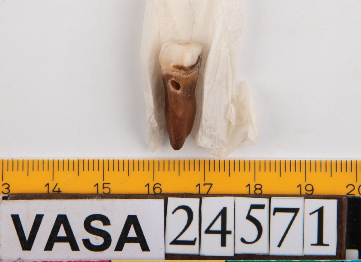 Andra molaren från höger sida i överkäken.
Molar 2 dexter, maxilla.