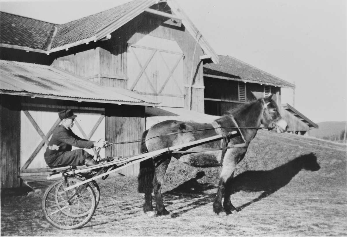 Webjørn Skatvedt med travhest, på Langerud i 1950-årene.
