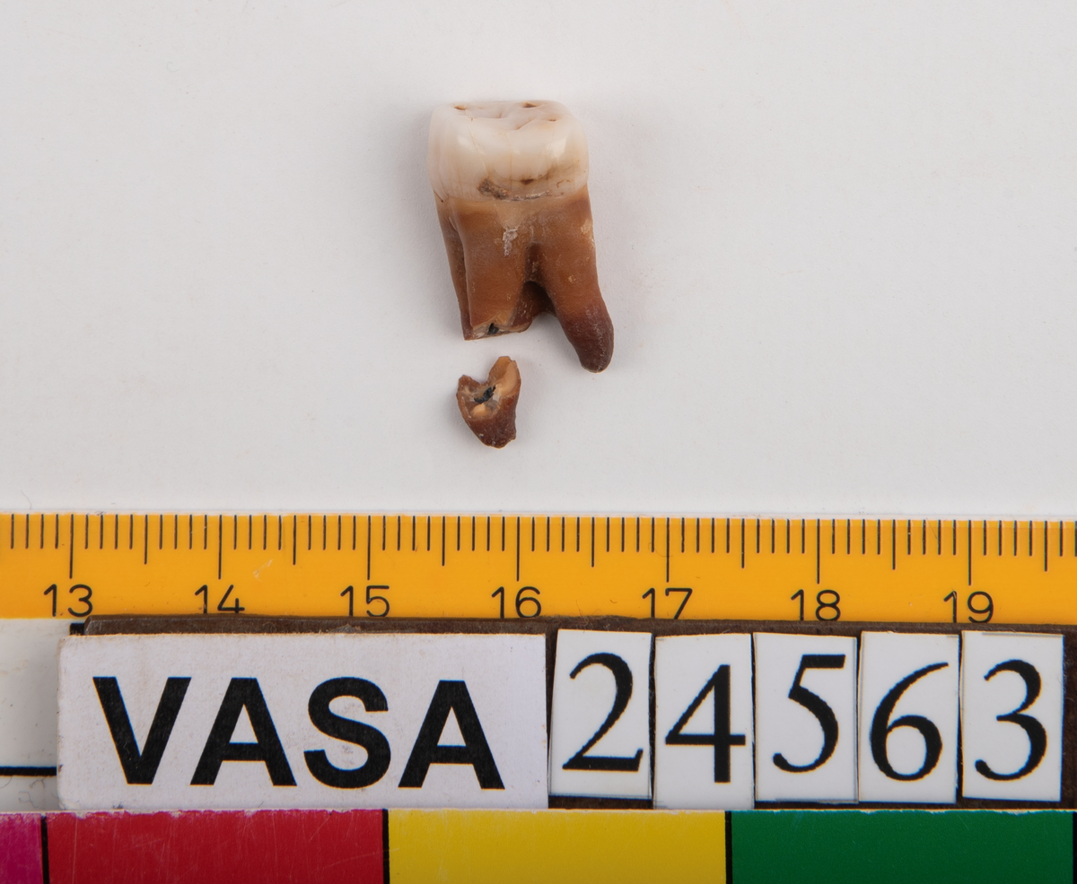 Första molaren från höger sida i överkäken. Tanden är i två delar.
Molar 1 dexter, maxilla.