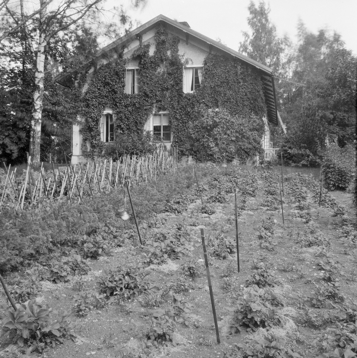 Falun, Sundborn. Korså bruk, Korså herrgård. Gavel med vildvin.