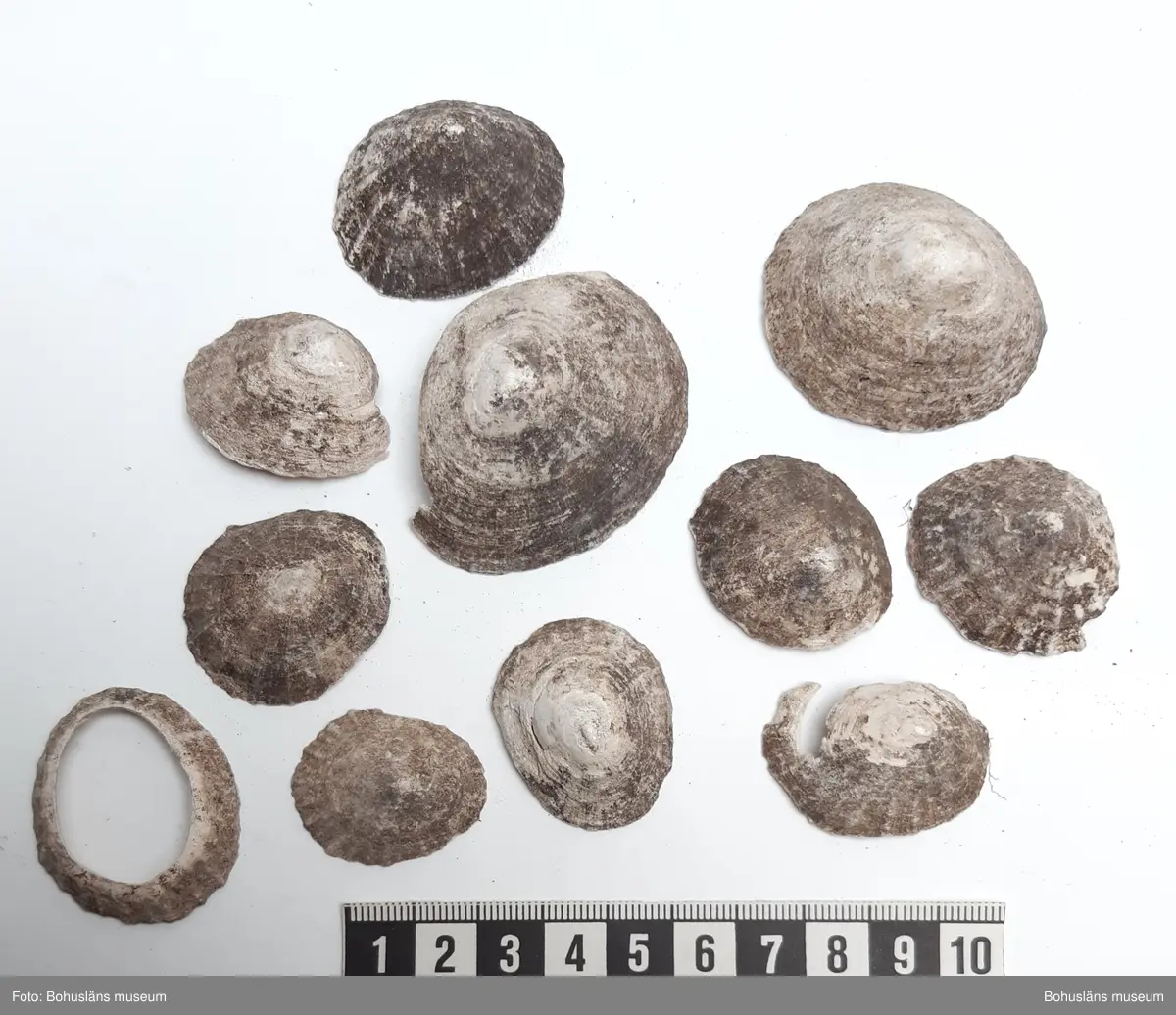 Innehåller bl a Skålsnäcka, Islandsmussla, Tapesmussla, Vanlig strandsnäcka, Vanlig hjärtmussla.

1 påse skal inplockat som exempel