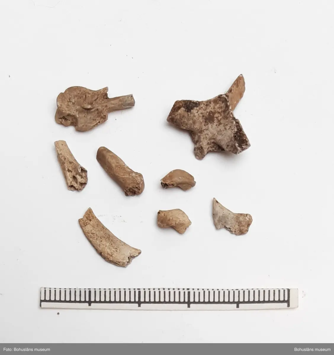 Obrända djurben, bl a alkfågel (Sillgrissla/Tordmule)
1 påse